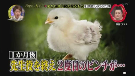 奇跡のニワトリ・・・マサヒロ君 12