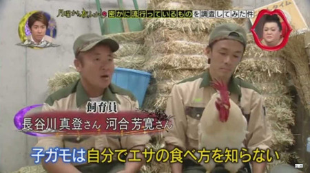 奇跡のニワトリ・・・マサヒロ君 8
