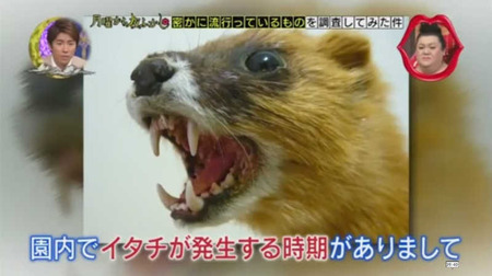 奇跡のニワトリ・・・マサヒロ君 13