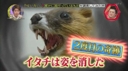 奇跡のニワトリ・・・マサヒロ君 22