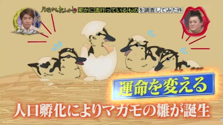 奇跡のニワトリ・・・マサヒロ君 7