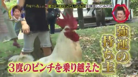 奇跡のニワトリ・・・マサヒロ君 5