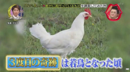 奇跡のニワトリ・・・マサヒロ君 16