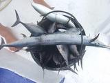 釣り