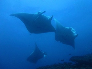 1 ��DSCF0045�դ뤿����