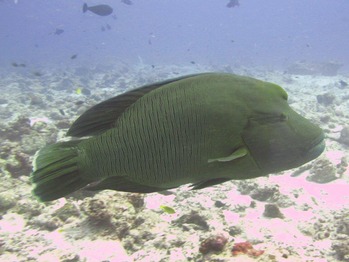 13,IMG_5093