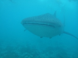 DSCF4022-1