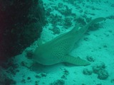 M0013435