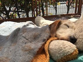 IMG_1418
