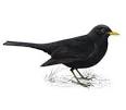 blackbird写真