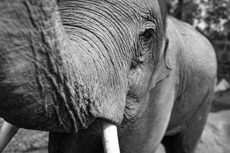 ShootingAnElephant