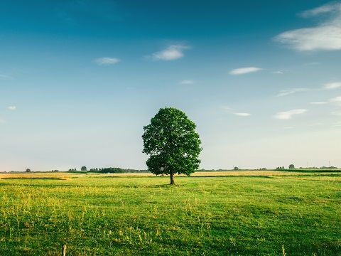 tree-field-horizon-countryside-81413-min
