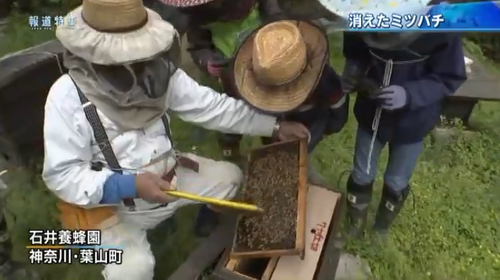 bee