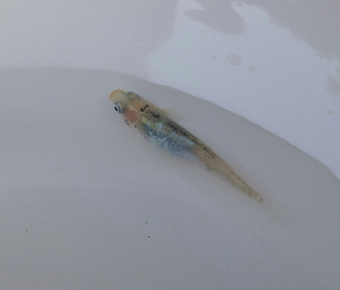 SavedImage_20180906_061804_02-1