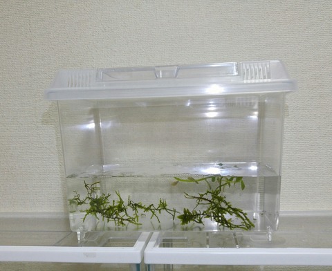 SavedImage_20180401_030637_01-1