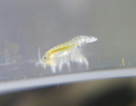 SavedImage_20180401_030015_02-1