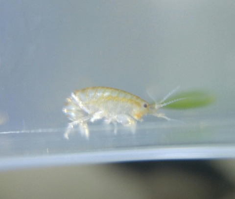 SavedImage_20180401_030356_01-1