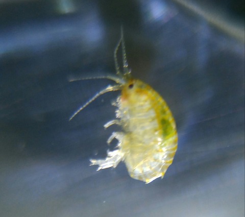 SavedImage_20180401_024843_01-1