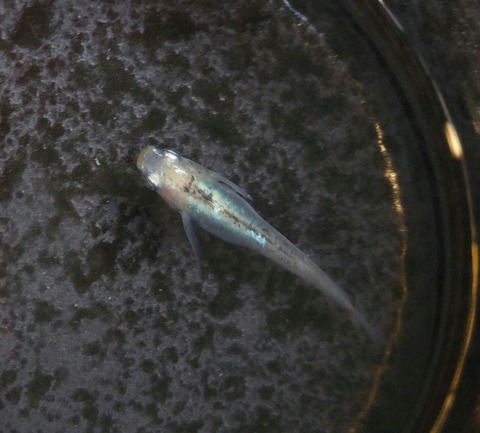 SavedImage_20180906_062343_07-1