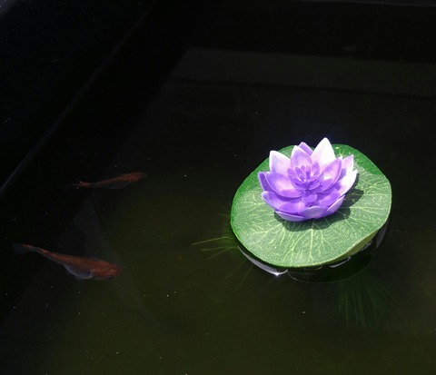 SavedImage_20180712_115204_01-1