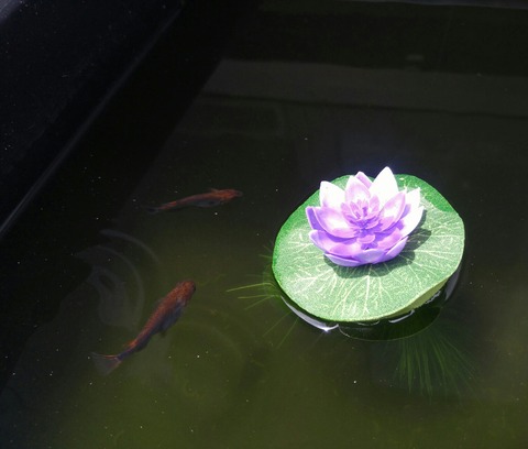 SavedImage_20180712_115204_03-1