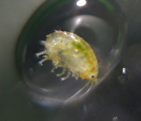 SavedImage_20180401_025229_01-1