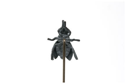 bg6