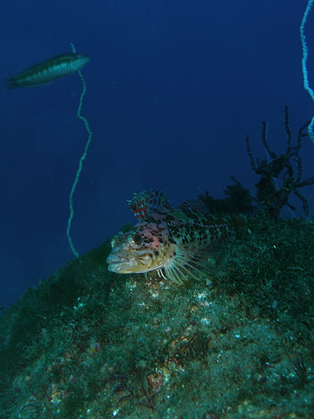 P1273636