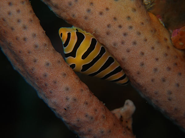 P1253368