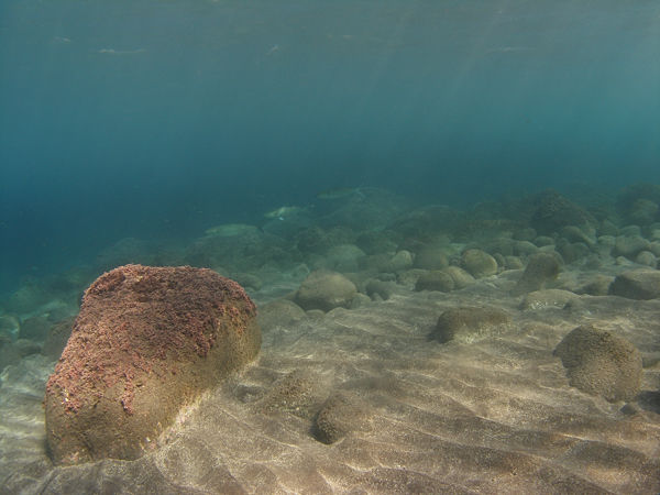 P1263449