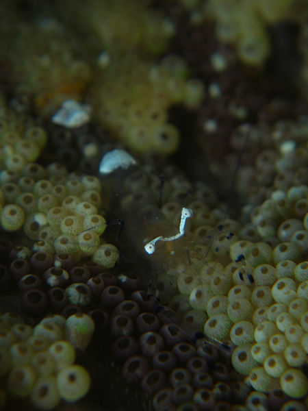 P1273615