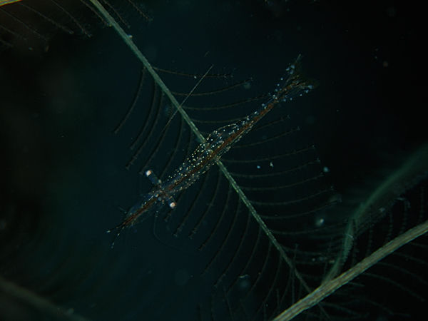 P1263462