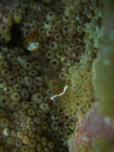 P1273618