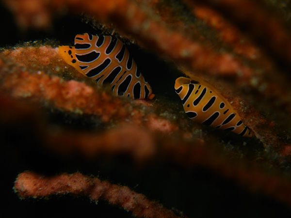 P1273641