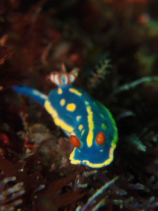 17-04-16-iop-aoumiusi-P4163706