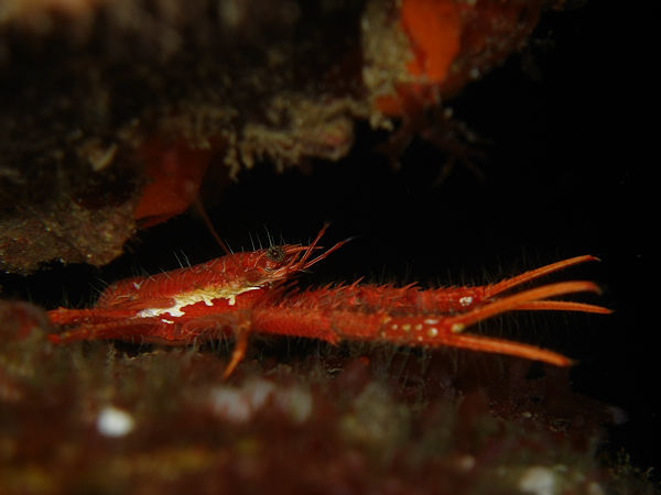 P1263486