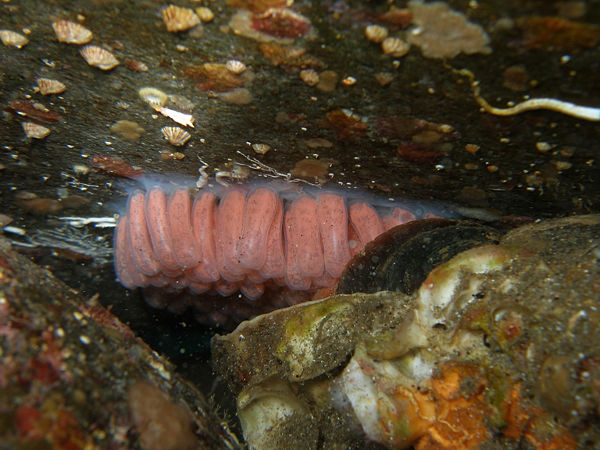 P1263458