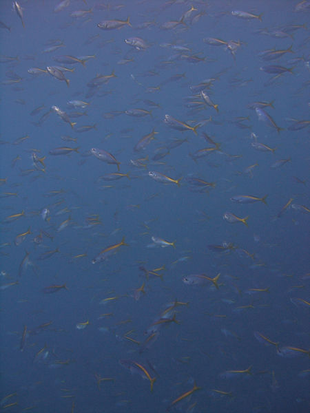P1263525