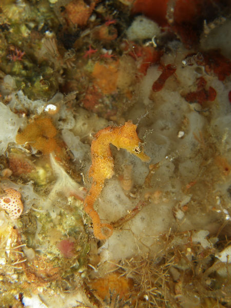 P1263481