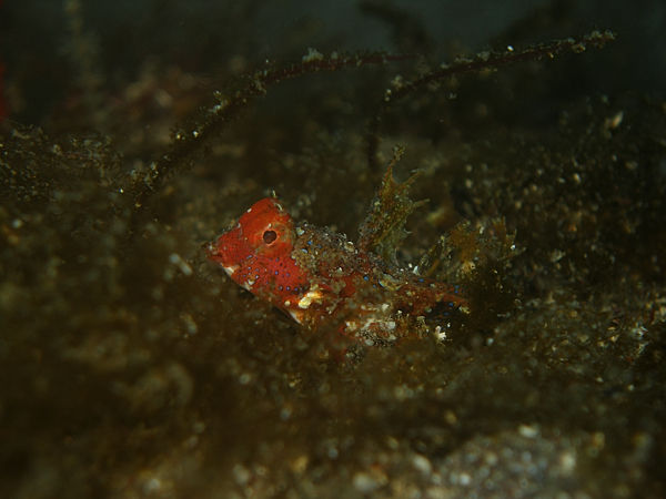 P1273588