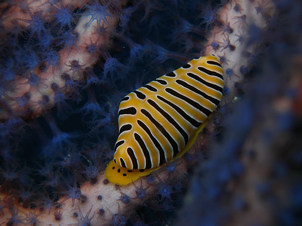 P1263437