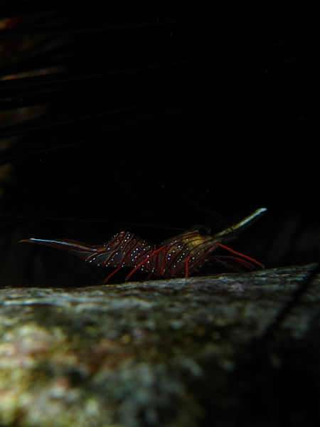 P1263488