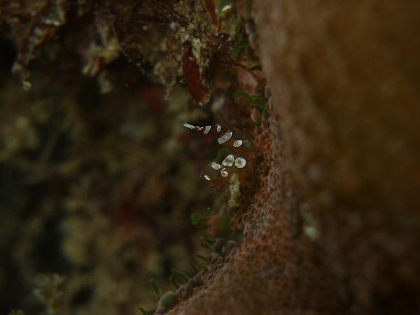 P1273668