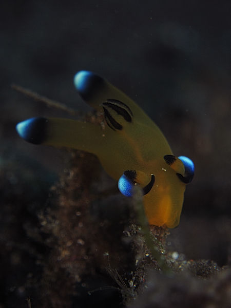 DPP_0090