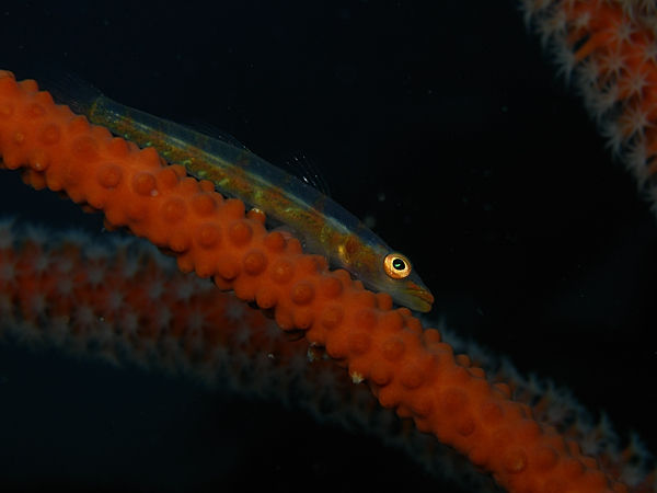 P1263465