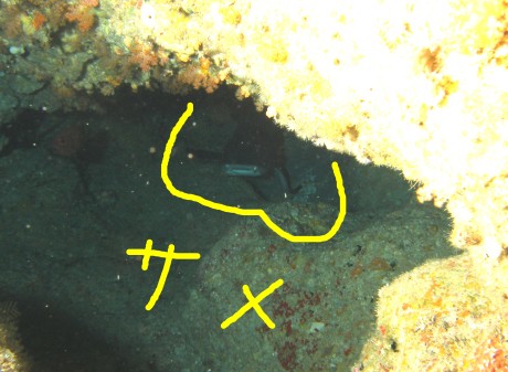 PA103129a
