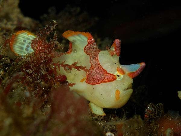 P1273650