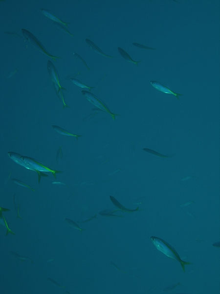 P1273631