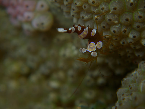 P1273608