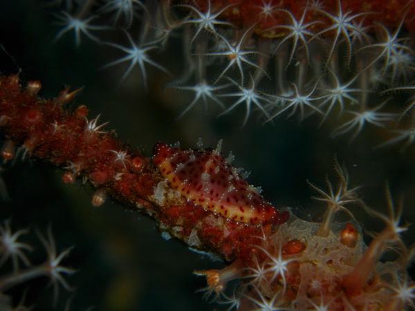 P1263424